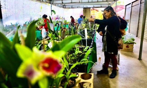 Cuiabá floresce: Festival reúne 60 expositores e projeta mais de R$ 1 milhão em negócios