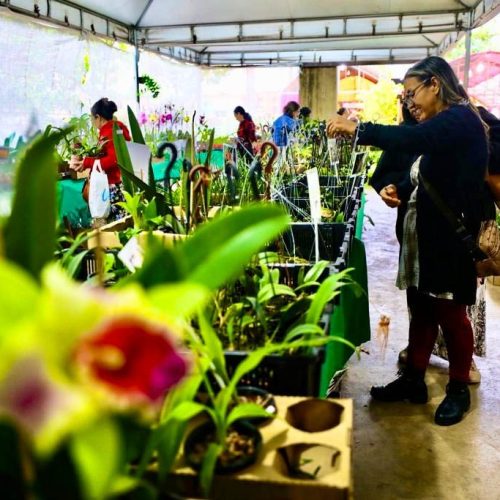 Cuiabá floresce: Festival reúne 60 expositores e projeta mais de R$ 1 milhão em negócios