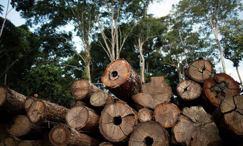 Exploração florestal sustentável fica suspensa em MT até 1º de abril para proteger florestas na época de chuvas