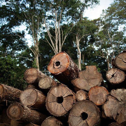 Exploração florestal sustentável fica suspensa em MT até 1º de abril para proteger florestas na época de chuvas