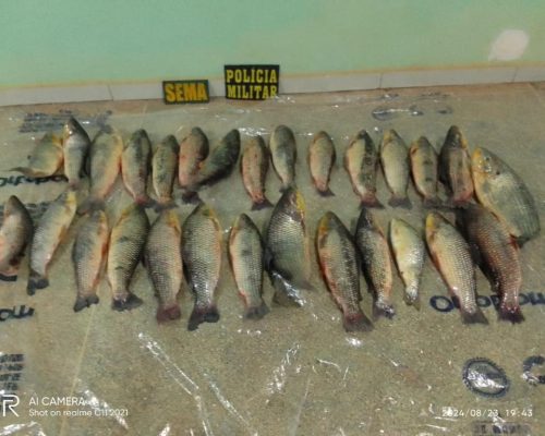 Sema e PM apreendem 28 exemplares de paivuçu em operação contra pesca predatória em Barão de Melgaço