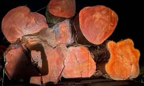 Polícia Civil e Sema flagram transporte e venda ilegal de madeira em Novo Mundo