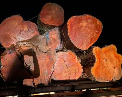 Polícia Civil e Sema flagram transporte e venda ilegal de madeira em Novo Mundo