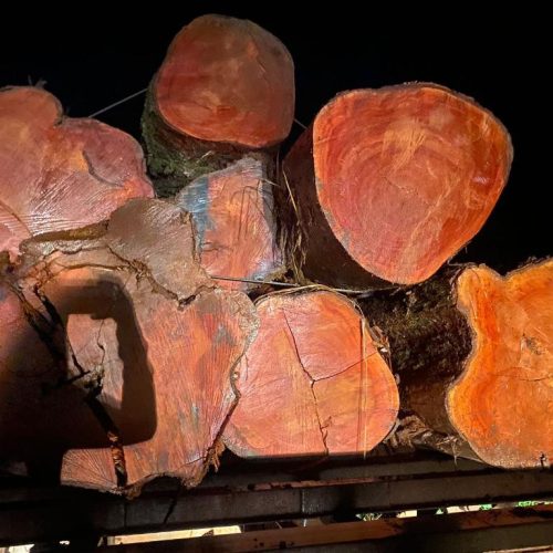 Polícia Civil e Sema flagram transporte e venda ilegal de madeira em Novo Mundo