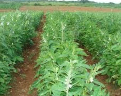 Gergelim impulsiona nova fronteira agrícola e ganha força como segunda safra em Mato Grosso