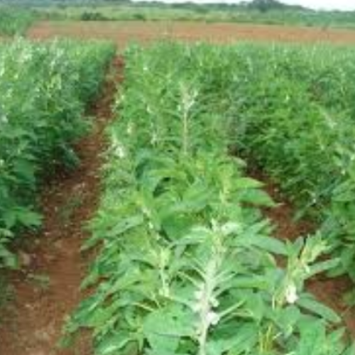 Gergelim impulsiona nova fronteira agrícola e ganha força como segunda safra em Mato Grosso