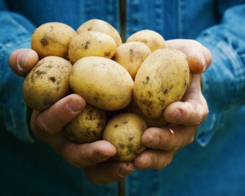Boa oferta derruba preços da batata e da alface, mas tomate e cebola sobem no atacado