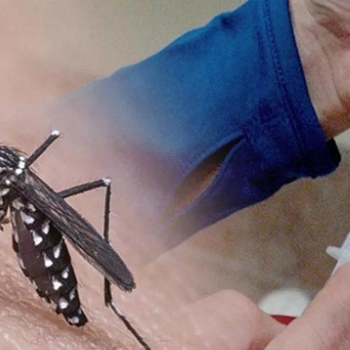 Brasil aprova primeira vacina contra a chikungunya: proteção de 98,9%