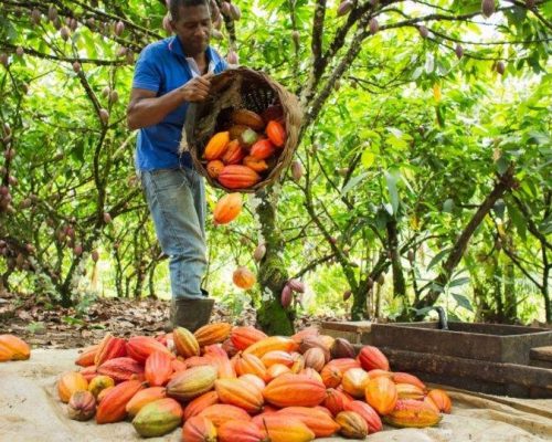 IDAF-MT promove Seminário inédito que vai impulsionar a produção de cacau e transformar a agricultura familiar em Mato Grosso