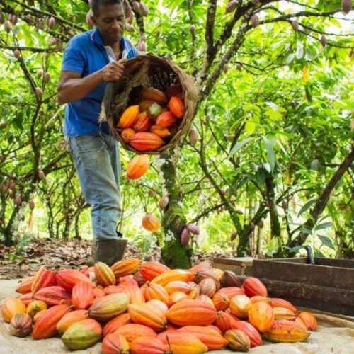 IDAF-MT promove Seminário inédito que vai impulsionar a produção de cacau e transformar a agricultura familiar em Mato Grosso