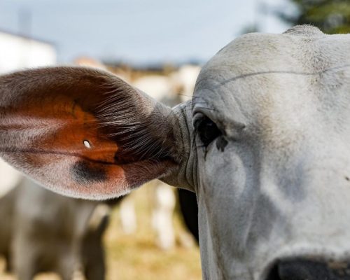 Campanha estadual de atualização de rebanhos termina na terça (10)