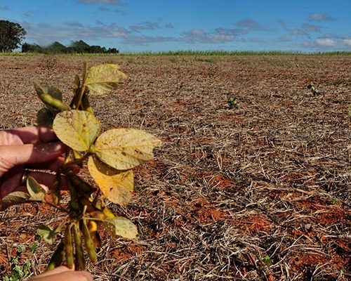 Vazio sanitário da soja começa hoje (8) em Mato Grosso: Entenda a medida e sua importância