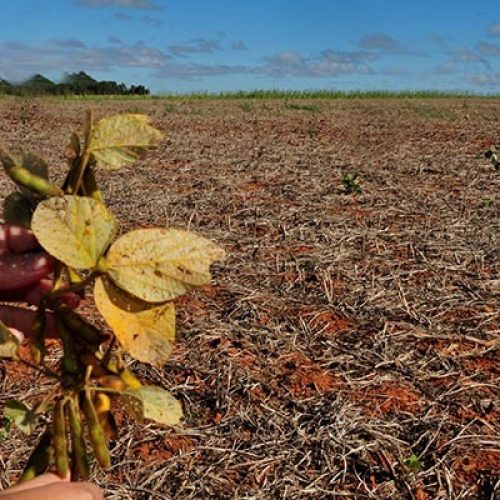 Vazio sanitário da soja começa hoje (8) em Mato Grosso: Entenda a medida e sua importância