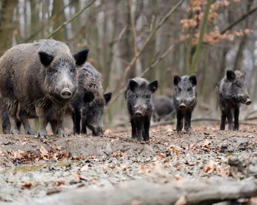 Governo declara javali como ameaça e estabelece regras para controle