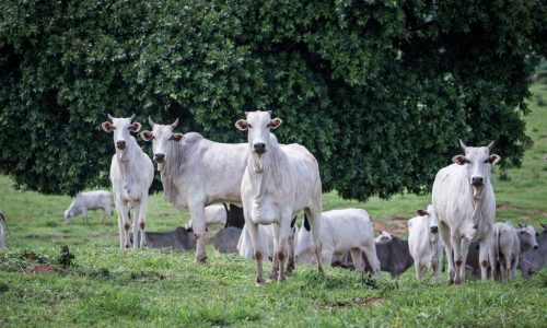 Rebanho bovino de MT conta com 32,1 milhões de cabeças