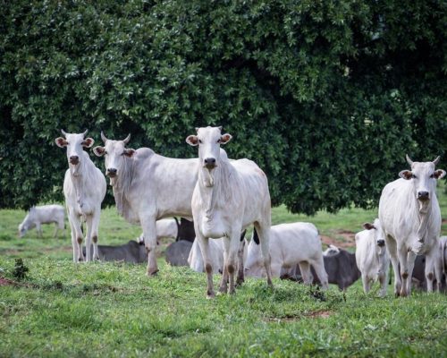Rebanho bovino de MT conta com 32,1 milhões de cabeças