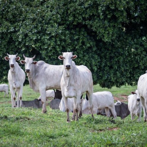 Rebanho bovino de MT conta com 32,1 milhões de cabeças