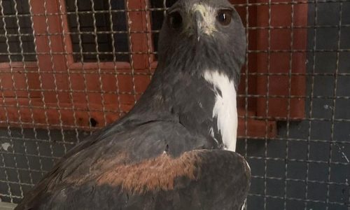 Sema realiza soltura de Gavião-do-rabo-branco após cuidados veterinários em Sorriso
