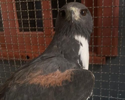 Sema realiza soltura de Gavião-do-rabo-branco após cuidados veterinários em Sorriso