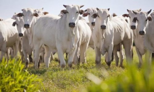Tarifaço dos EUA pode derrubar preço da carne no Brasil, mas ameaça exporta