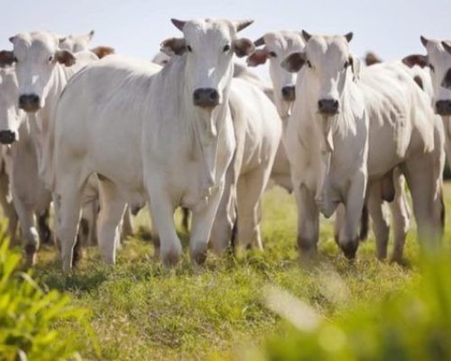 Tarifaço dos EUA pode derrubar preço da carne no Brasil, mas ameaça exporta