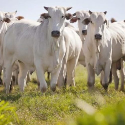 Tarifaço dos EUA pode derrubar preço da carne no Brasil, mas ameaça exporta