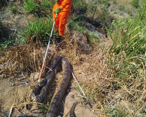 Corpo de Bombeiros resgata sucuri de 5 metros que estava em pátio de empresa de produção de algodão