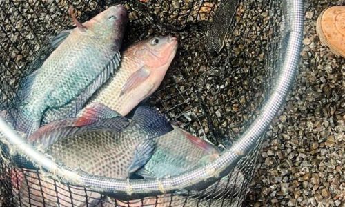 Projeto de Aquaponia pode fortalecer cadeia produtiva de pescado