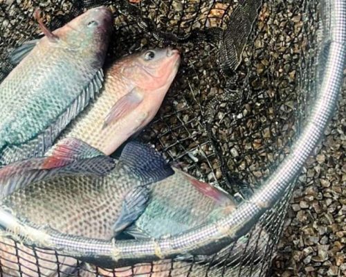 Projeto de Aquaponia pode fortalecer cadeia produtiva de pescado