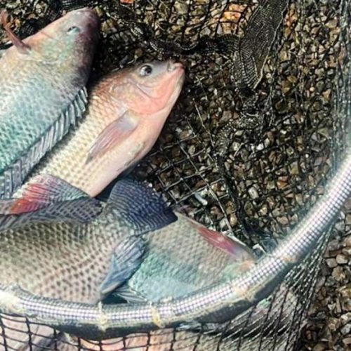 Projeto de Aquaponia pode fortalecer cadeia produtiva de pescado