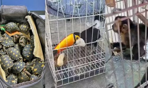 Polícia Civil do RJ deflagra maior operação contra tráfico de animais silvestres no Brasil