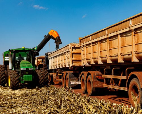 Mato Grosso finaliza colheita da 2ª safra de milho com recorde de produção