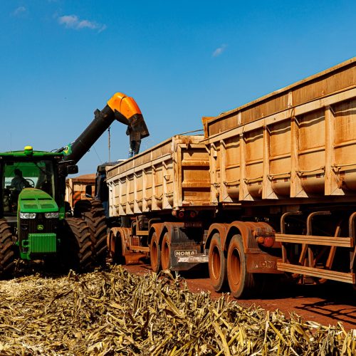 Mato Grosso finaliza colheita da 2ª safra de milho com recorde de produção
