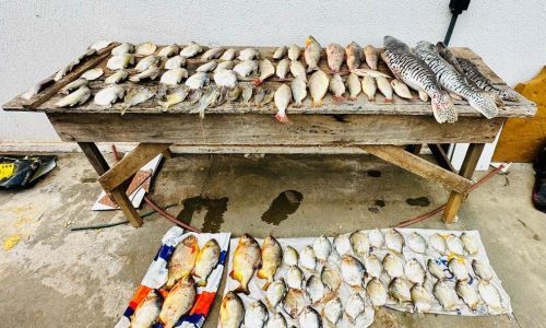 Polícia Militar e Sema apreenderam 47 quilos de pescado em Barão de Melgaço