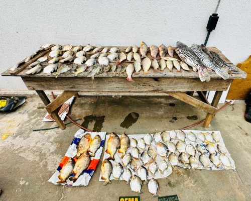 Polícia Militar e Sema apreenderam 47 quilos de pescado em Barão de Melgaço