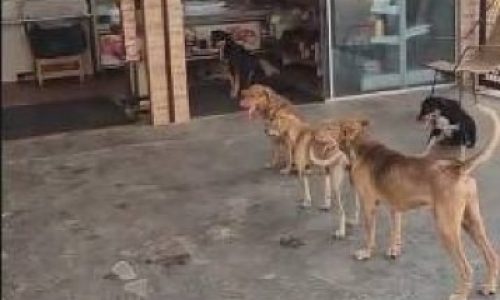 Fila de doguinhos em açougue do CPA 3 encanta moradores em Cuiabá; VEJA VÍDEO