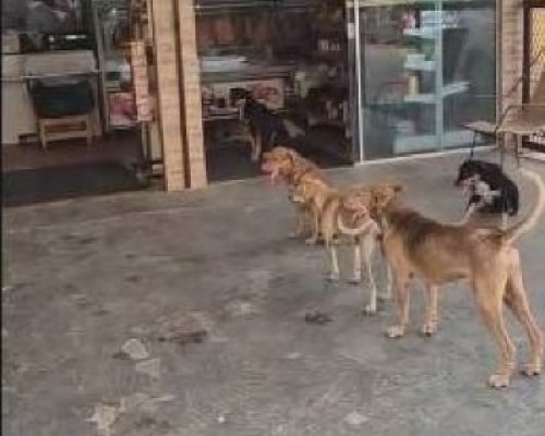 Fila de doguinhos em açougue do CPA 3 encanta moradores em Cuiabá; VEJA VÍDEO