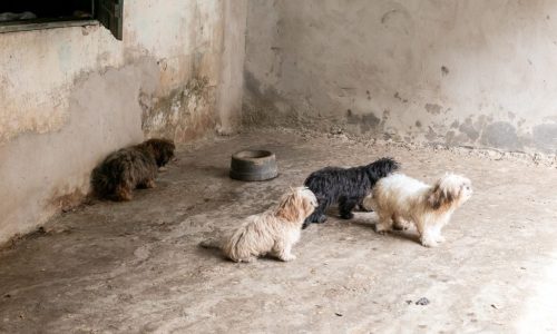 Animais resgatados em canil clandestino recebem cuidados de saúde e alimentação da Prefeitura de Cuiabá