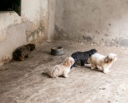 Animais resgatados em canil clandestino recebem cuidados de saúde e alimentação da Prefeitura de Cuiabá