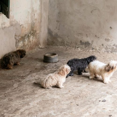 Animais resgatados em canil clandestino recebem cuidados de saúde e alimentação da Prefeitura de Cuiabá