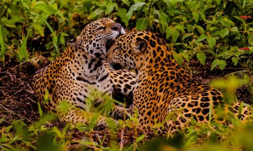 Embratur destaca Pantanal e Mato Grosso como potências do turismo brasileiro