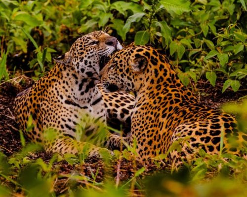 Embratur destaca Pantanal e Mato Grosso como potências do turismo brasileiro