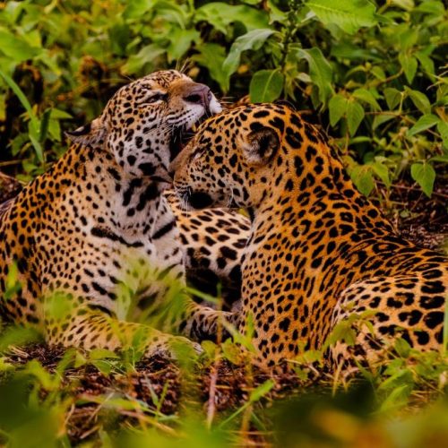 Embratur destaca Pantanal e Mato Grosso como potências do turismo brasileiro