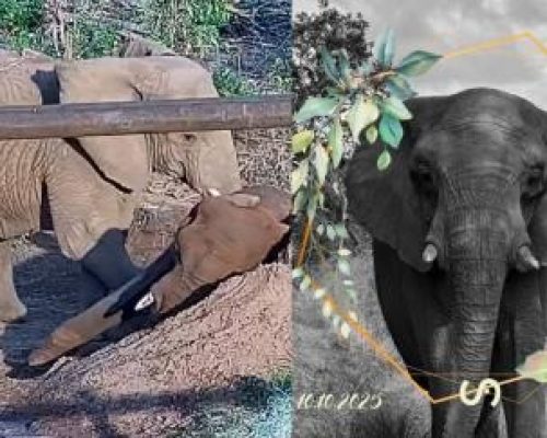 Elefanta resgatada na Argentina morre em santuário em Chapada dos Guimarães