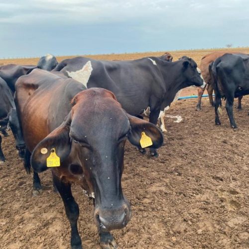 Seaf abre pregão para aquisição de novilhas destinadas à agricultura familiar