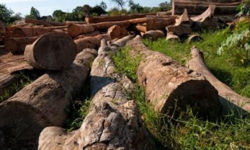 Mato Grosso é o único estado da Amazônia Legal com aumento no desmatamento; área devastada cresce 25% em um ano