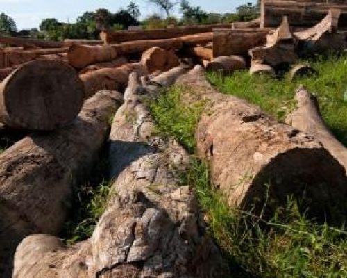 Mato Grosso é o único estado da Amazônia Legal com aumento no desmatamento; área devastada cresce 25% em um ano