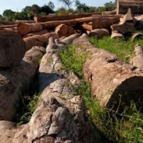 Mato Grosso é o único estado da Amazônia Legal com aumento no desmatamento; área devastada cresce 25% em um ano