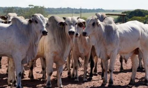 Com tarifas menores nos EUA, Famato prevê ampliação das exportações de carne bovina de Mato Grosso