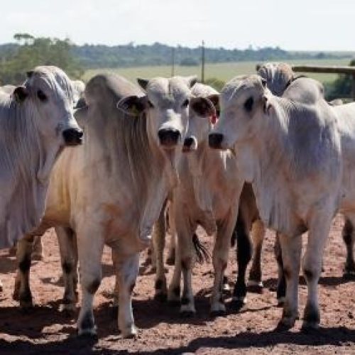 Com tarifas menores nos EUA, Famato prevê ampliação das exportações de carne bovina de Mato Grosso